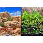 Plastik Manzara - Desert Sky/Tropical Terrarium (45 cm)