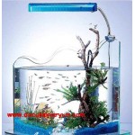 Water Lilly Aquarium