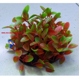 P-020 Plastik Bitki (Kırmızı/Yeşil - 10 cm)